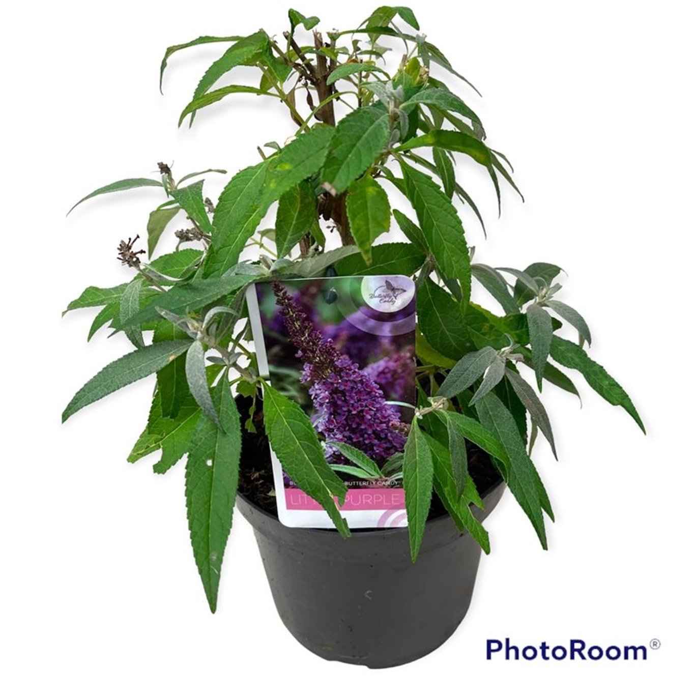 Buddleja d. 'B. Candy Little Purple' - C3